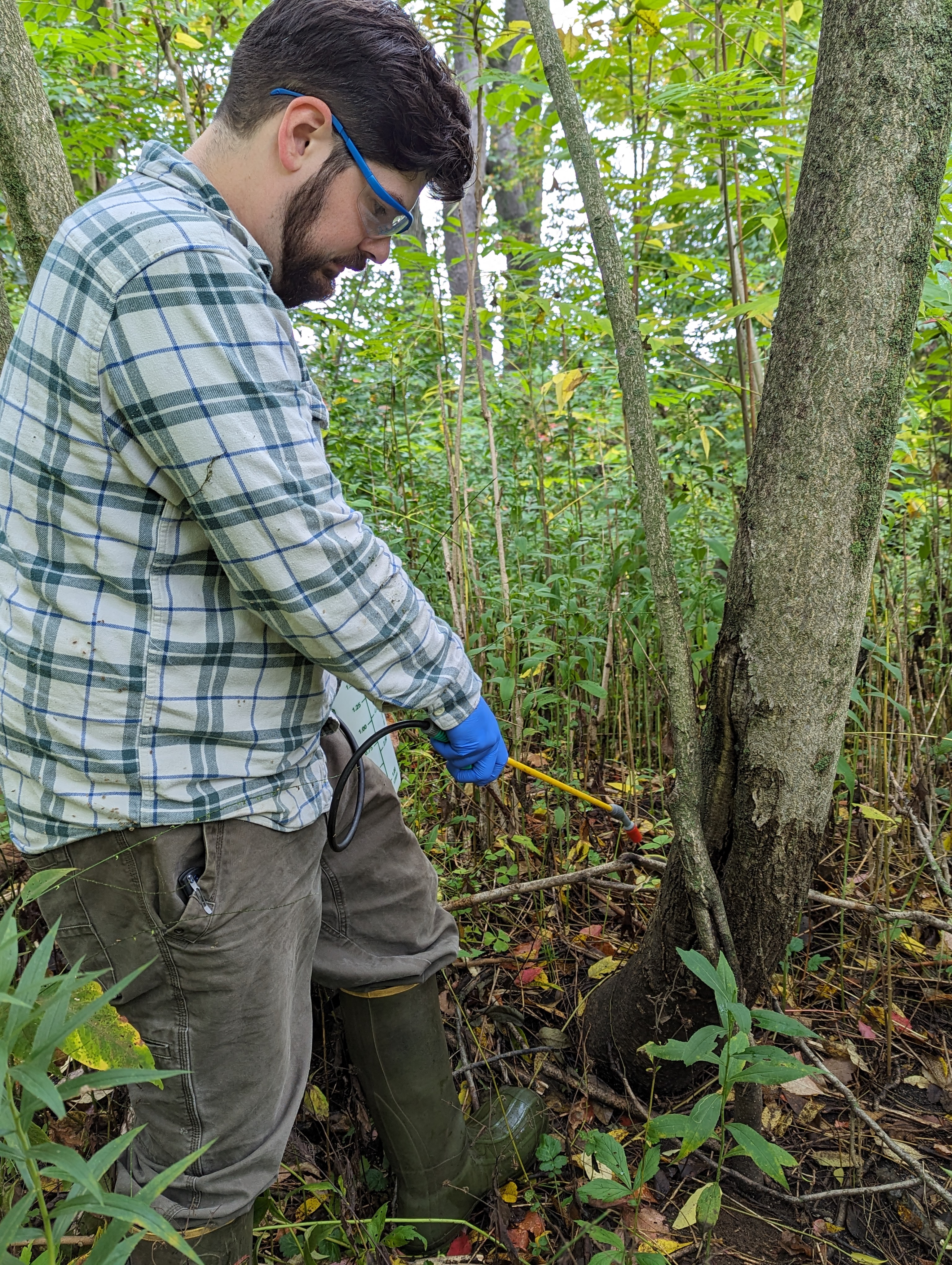 A person applying a spray to the trunk of a tree.